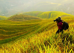 Longji Terraced Field